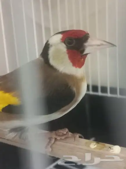 تم البيع 4