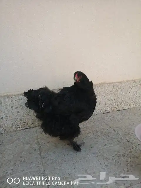 دجاجة براهما صافي (اصل) بياضة 0
