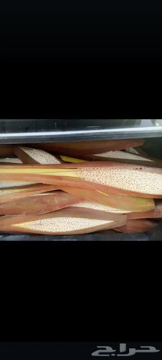 يوجد لدينا لقاح طازج سيوف وكراتين ناشف حق هذه السنه 0