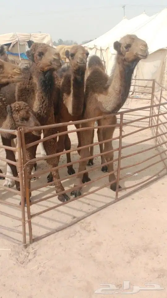 حيران العدد7ونضيف وسلم تكل برسم ومكعب 0