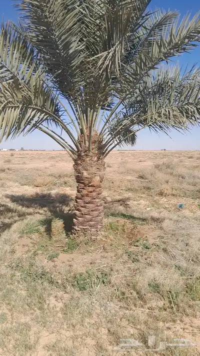 يوجد لدينا جميع انواع النخيل 7