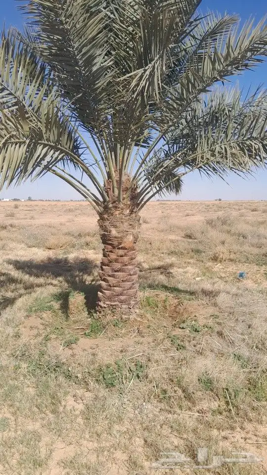 يوجد لدينا جميع انواع النخيل 7