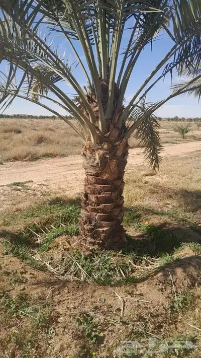 يوجد لدينا جميع انواع النخيل 8