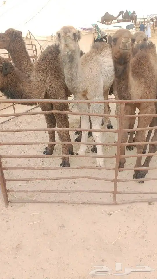 حيران العدد7ونضيف وسلم تكل برسم ومكعب 1