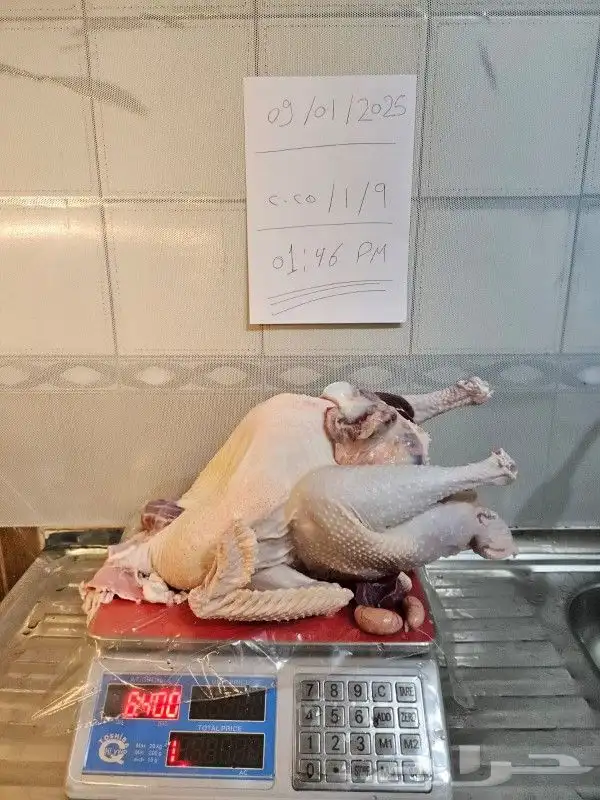 ديك رومي ذبح طازج 0