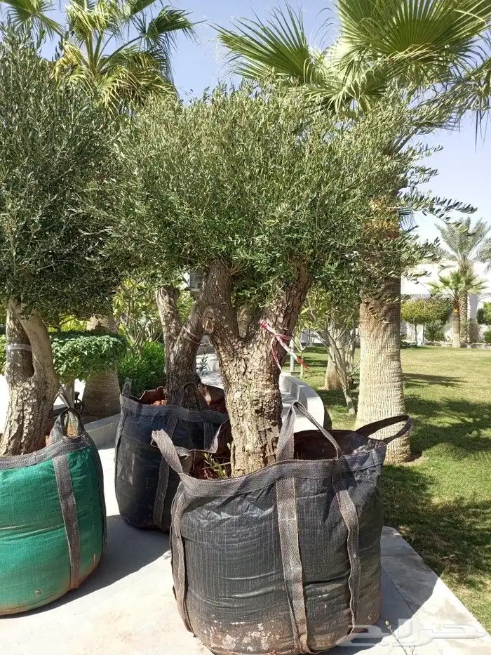 شجر زيتون 1