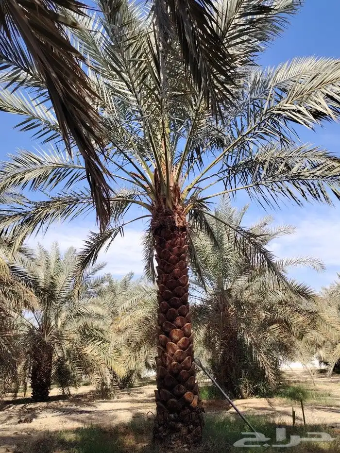 نخيل ابو مقبل لتوريد جميع انواع النخيل العربي والامريكي 6