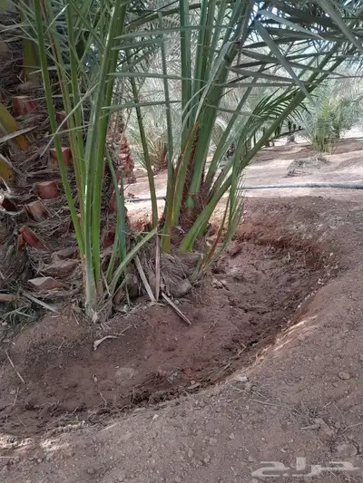 يوجد لدينا جميع انواع النخيل 6