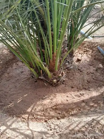 يوجد لدينا جميع انواع النخيل 1