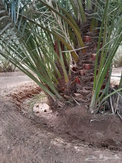 يوجد لدينا جميع انواع النخيل 5