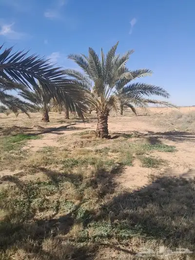 يوجد لدينا جميع انواع النخيل 9