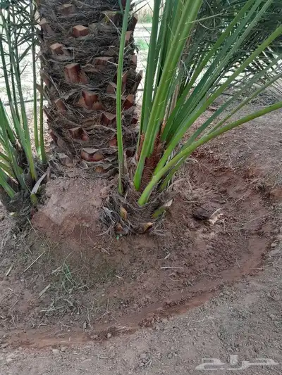 يوجد لدينا جميع انواع النخيل 3