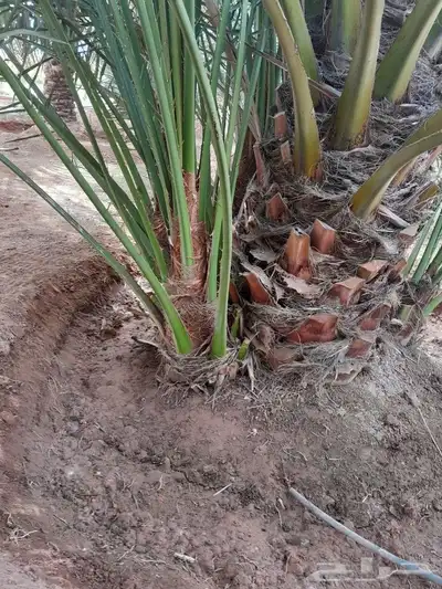يوجد لدينا جميع انواع النخيل 0
