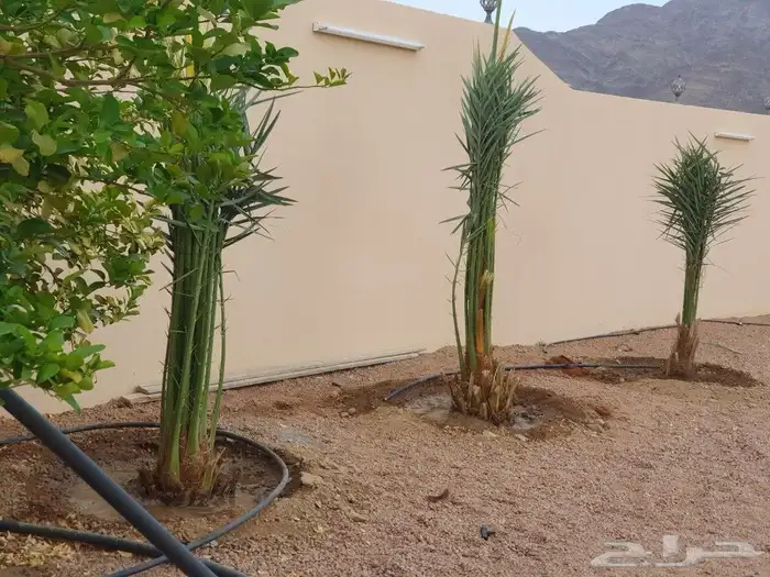 ابوعمارلبيع جميع انواع الفسايل وقلعهاوغرسها 0