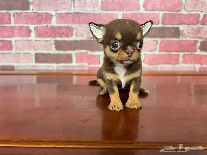 شيواوا ابل هيد 2