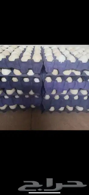 بيض بلدي 0