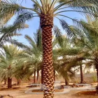 سلام عليكم ورحمه الله يوجد لدينا هاذا انخل لا البيع 1