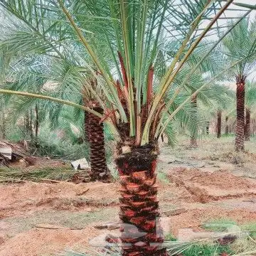 سلام عليكم ورحمه الله يوجد لدينا هاذا انخل لا البيع 0