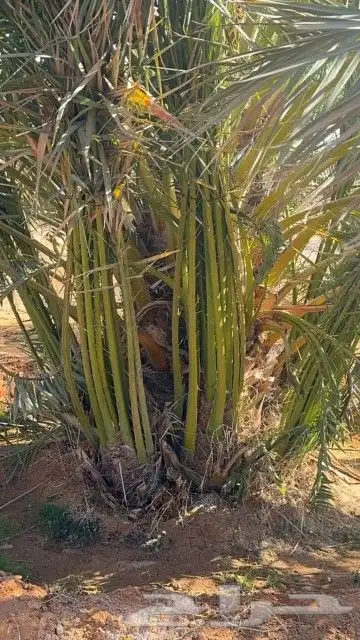 نخل للبيع مثمر خلاص برحي سكري صقعي مجدول نخيل 4