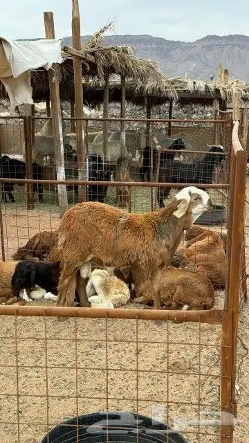 ذبائح طيبه وجبره 9