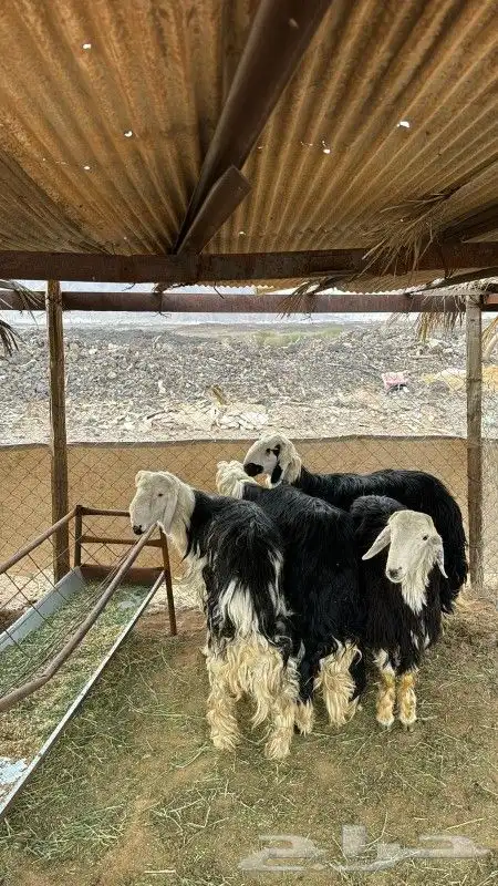 ذبائح طيبه وجبره 0