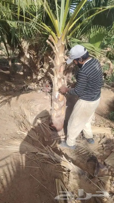 يوجد لدينا جميع انواع النخيل العربي والزينه الواشنطني 0