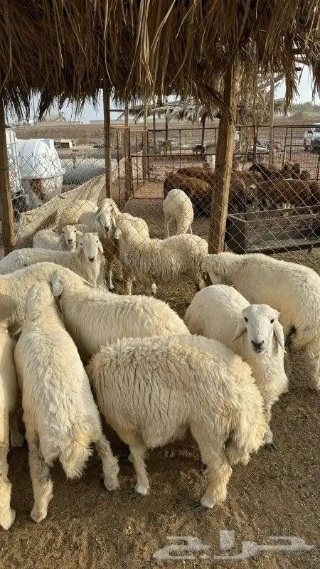 ذبائح طيبه وجبره 10