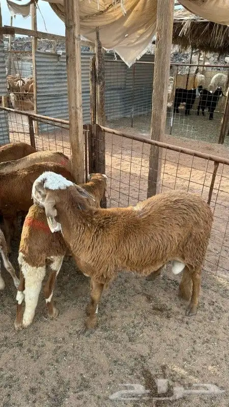 ذبائح طيبه وجبره 11