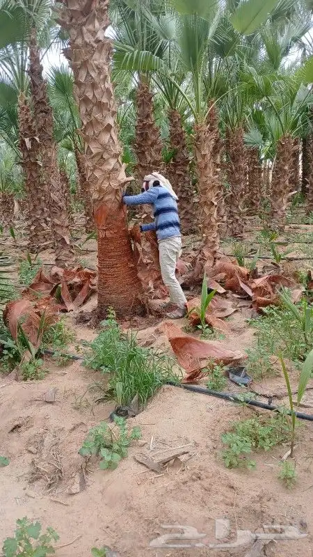 نخل واشنطني زينه 1