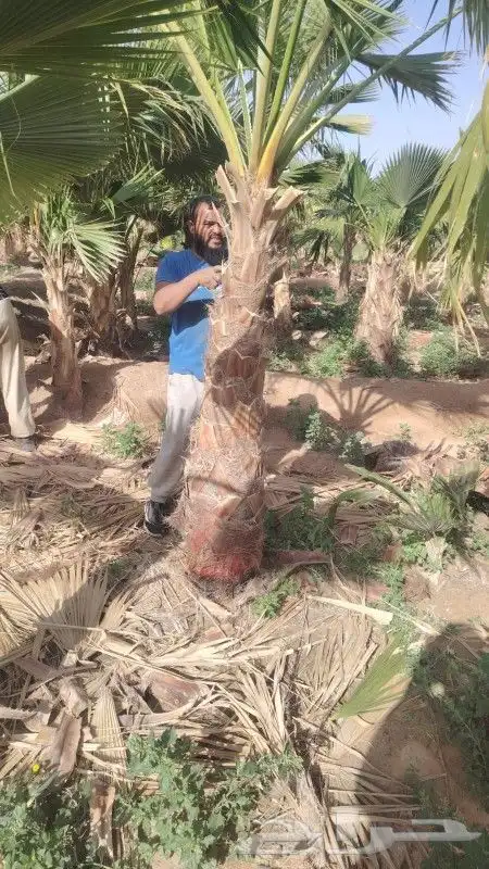 يوجد لدينا جميع انواع النخيل العربي والزينه الواشنطني 1