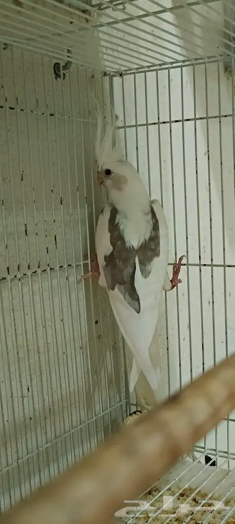 زوج كوكاتيل ( كروان ) مع انتاجه 1