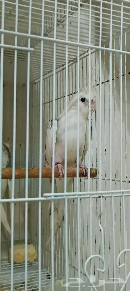 زوج كوكاتيل ( كروان ) مع انتاجه 5