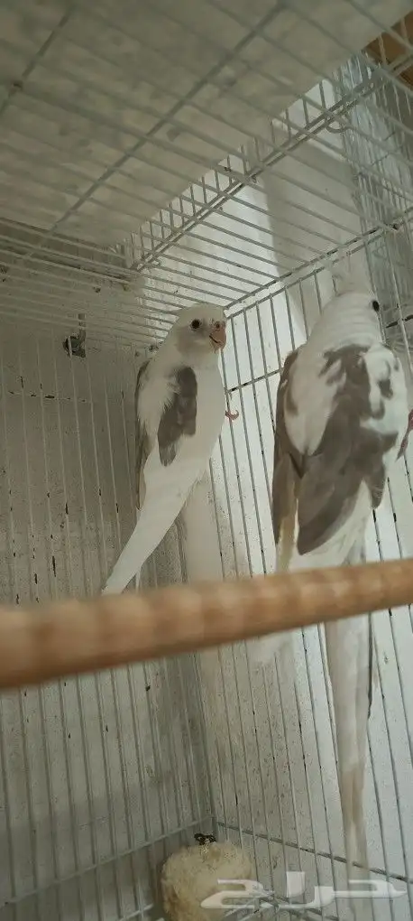 زوج كوكاتيل ( كروان ) مع انتاجه 4