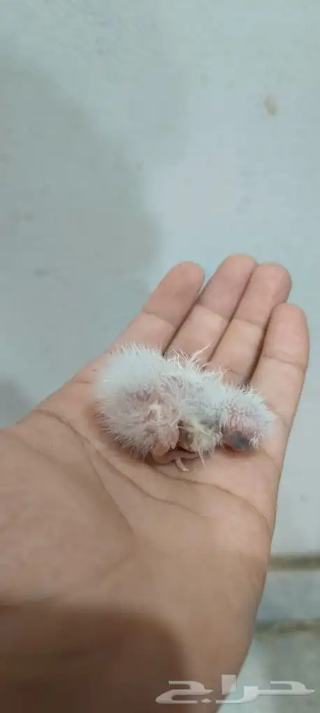 زوج كوكاتيل ( كروان ) مع انتاجه 6