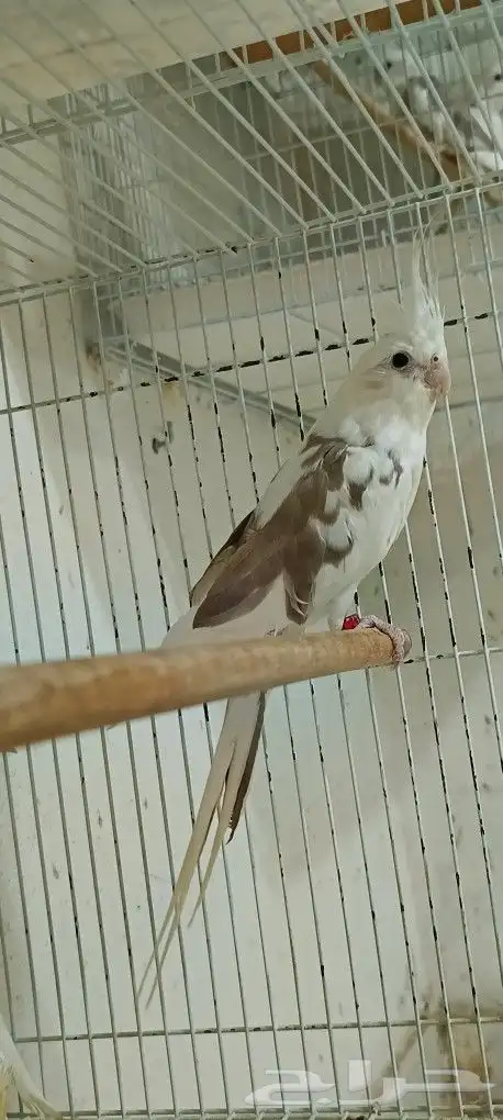 زوج كوكاتيل ( كروان ) مع انتاجه 2