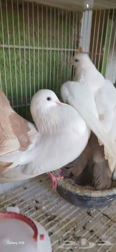 2 ذكور رقا ص 0