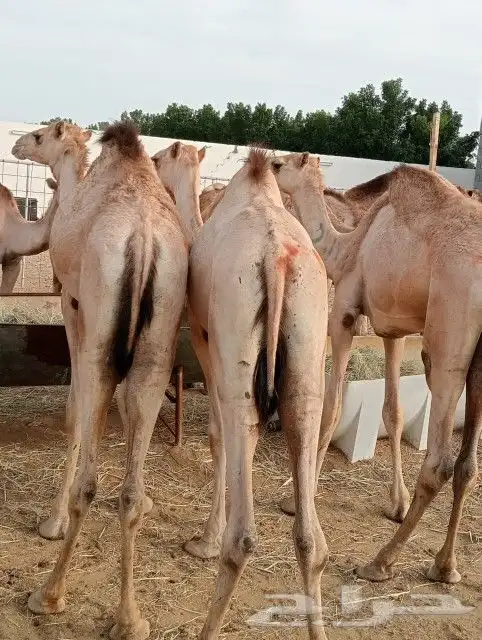 حشوان صومالية (جملة وتفريد) 7