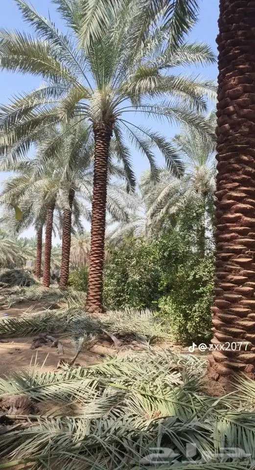 سلام عليكم ورحمه الله يوجد لدينا هاذا انخل لا البيع 2