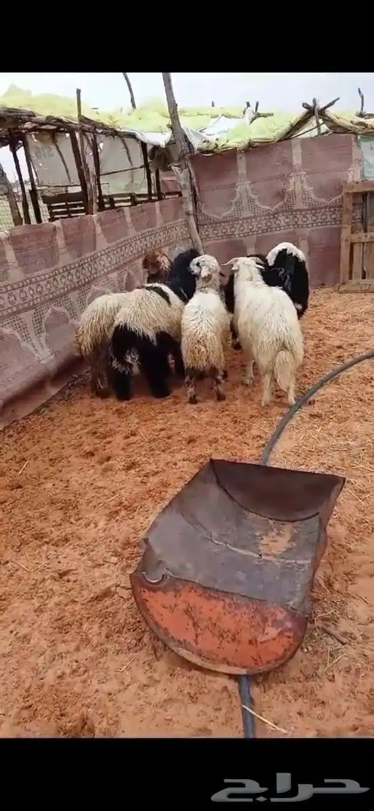 هرافي طيبه من إنتاج المراح .. 1