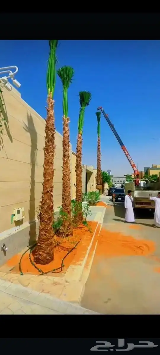 يوجد لدينا جميع انواع النخيل العربي والزينه الواشنطني 9