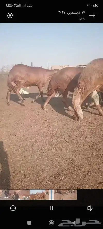 ذبائح حري سواكني لباني مهجن تيوس حري تيوس عارضي 2