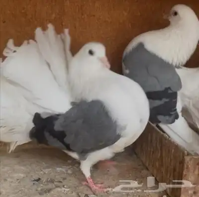 جوز رقاص تم اللبيع تم اللبيع تم اللبيع تم اللبيع 0