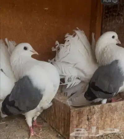 جوز رقاص تم اللبيع تم اللبيع تم اللبيع تم اللبيع 1