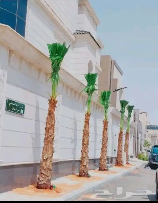 يوجد لدينا جميع انواع النخيل العربي والزينه الواشنطني 6