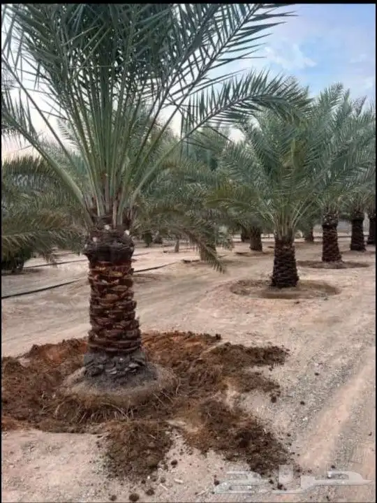 يوجد لدينا جميع انواع النخيل العربي والزينه الواشنطني 5