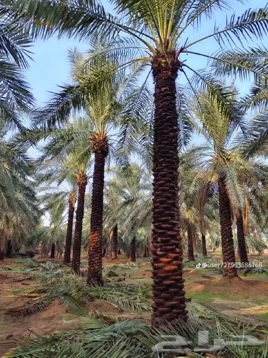 سلام عليكم ورحمه الله يوجد لدينا هاذا انخل لا البيع 5