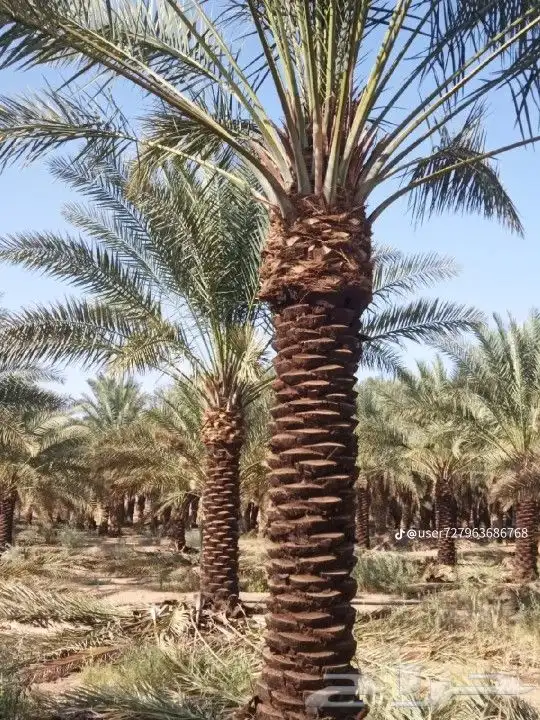 سلام عليكم ورحمه الله يوجد لدينا هاذا انخل لا البيع 4