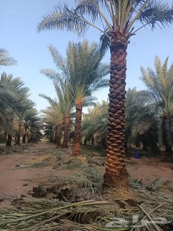 نقوم بتوريد انخيل عربي وواشنطني جميع المقاسات 1