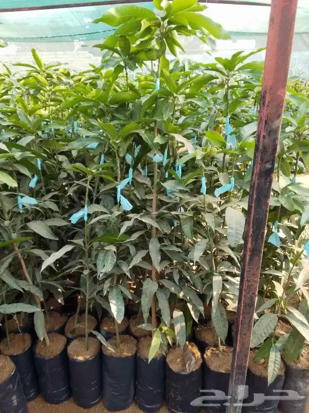 مانجوه هندي 0