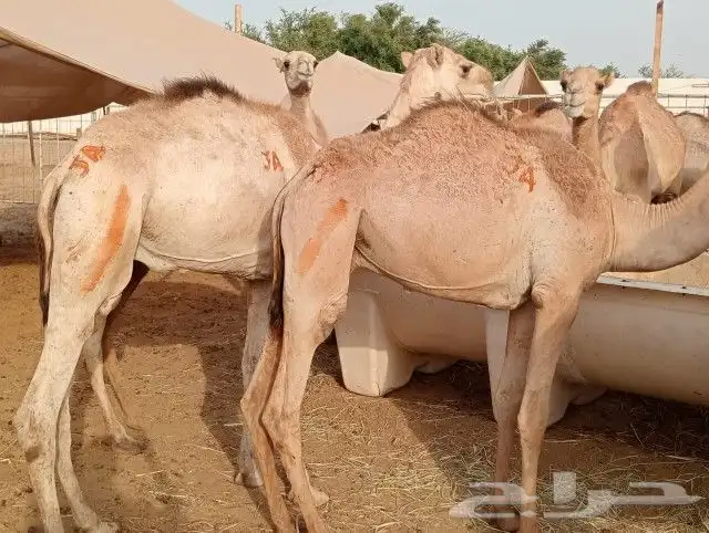 حشوان صومالية (جملة وتفريد) 2